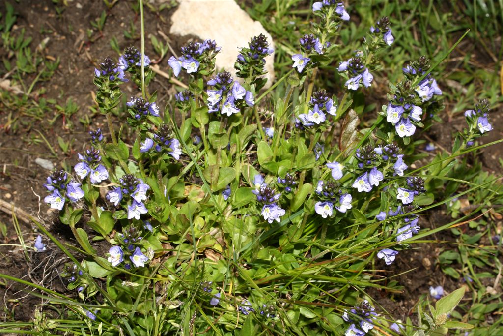 Veronica serpyllifolia subsp. humifusa